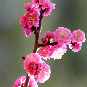 Prunus Triloba 'Rosemund'